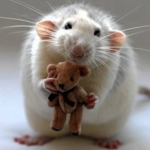 rata, rata, el mouse esta vivo, ratas encantadoras, caminos dambo
