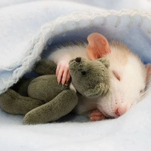dos ratas, ratón dormido, ratas encantadoras, ratón dormido, ratón dormido