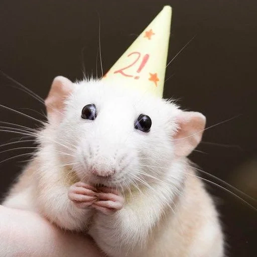 cute rat, dumbo elephant rat, ratto bianco, mouse divertente, mouse divertente