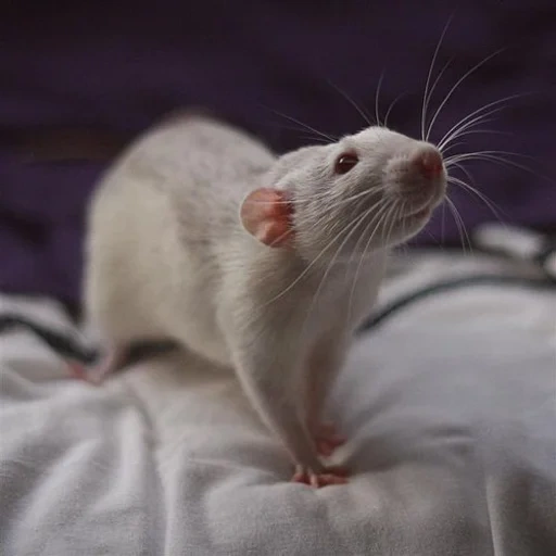 tikus gajah dumbo, hewan tikus, dumbo tikus yang menggemaskan, tikus kecil, tikus gajah dumbo