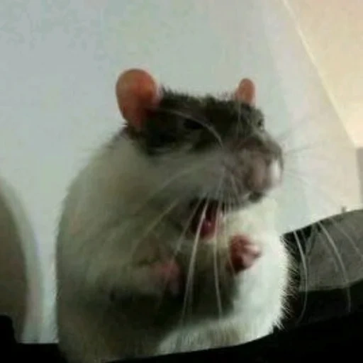 rato, rato cinzento, ladrão gato, rato doméstico, rato decorativo
