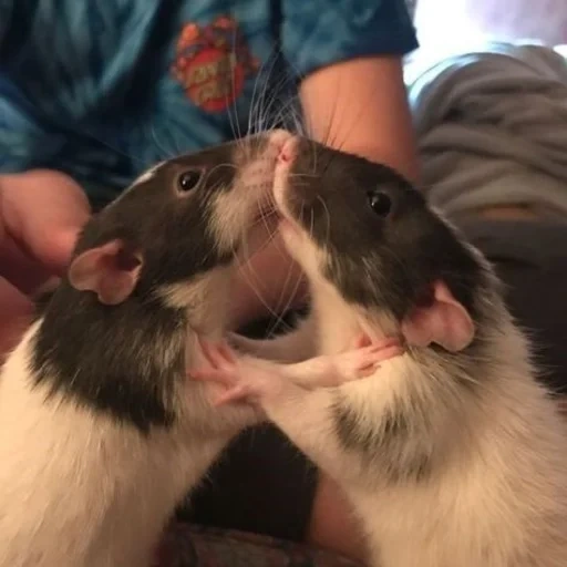 dos ratas, rata de casa, animal de rata, rata de la raza dambo, ratas caseras de raza