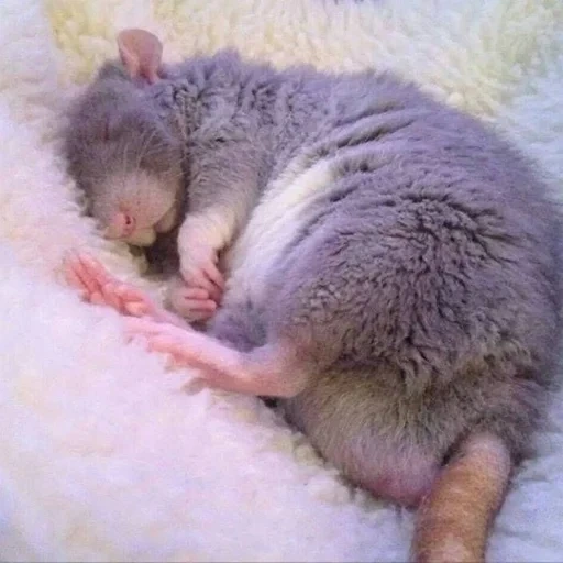 animaux, cubs animaux, animaux à domicile, les animaux les plus mignons, cubs d'animaux mignons