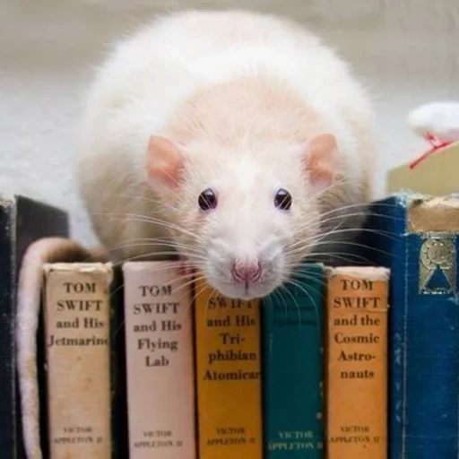 ratto ratto, dumbo elephant rat, un topo intelligente, mouse domestico, dumbo elephant rat bianco