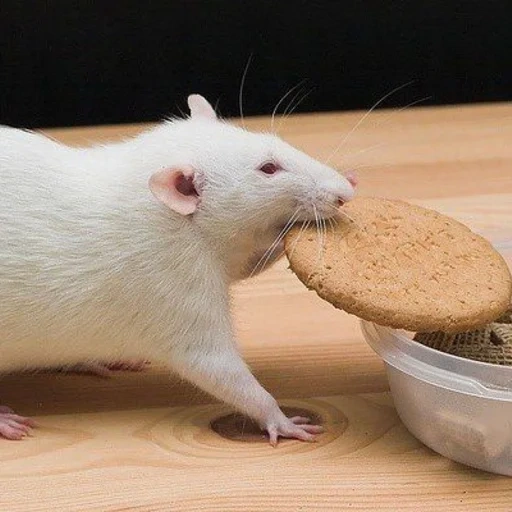anda, rata, rata ratón, bongo de rata, pizza de rata