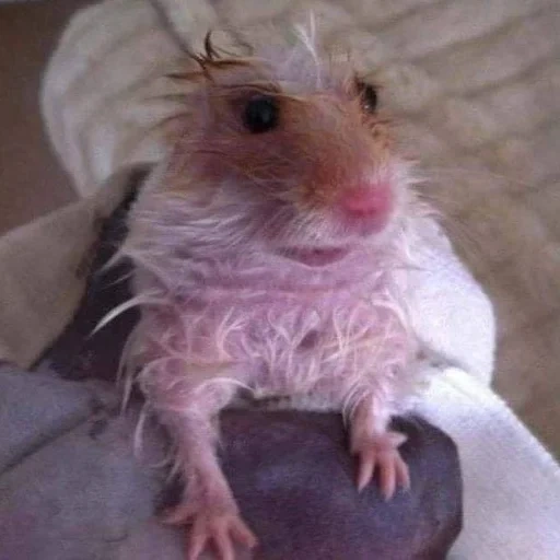 hamster, wet hamster, funny hamster, syrian hamster, a hamster or a hamster