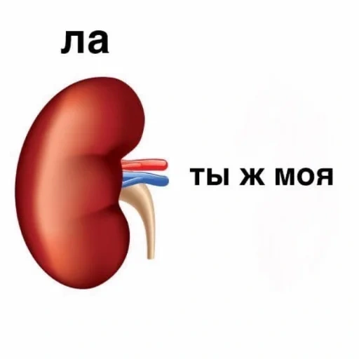 почки, иллюстрация, kidney, боль в почках, левая почка