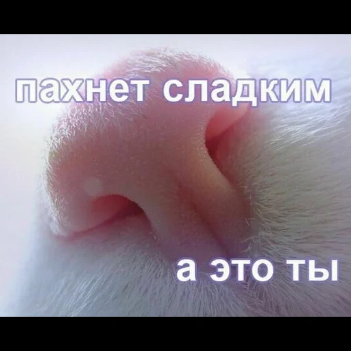 воняешь нос кота, нос у кошки, кот няшка, сухой нос у котенка, кошки