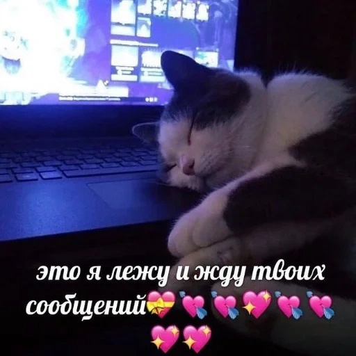 жду твоего сообщения, кот, котики, кот кошка, кошка