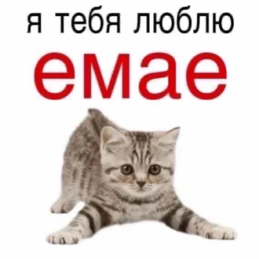 я тебя люблю емае котик, я тебя люблю емае, кот, кошка, котик
