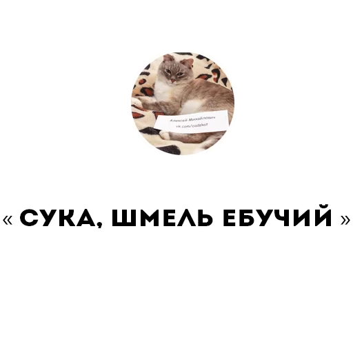 meme cat