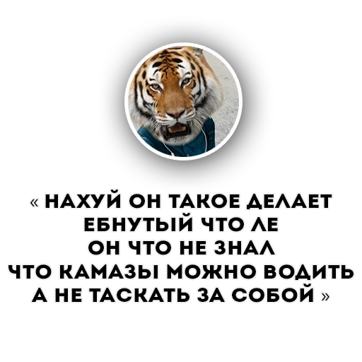 tiger fool, tigre divertente, la tigre è divertente, la tigre dell'ussuriyan, la tigre strizza l'occhio