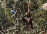 un compito, orso, orso selvaggio, wild grisly 1999, tra i cespugli del film 2015