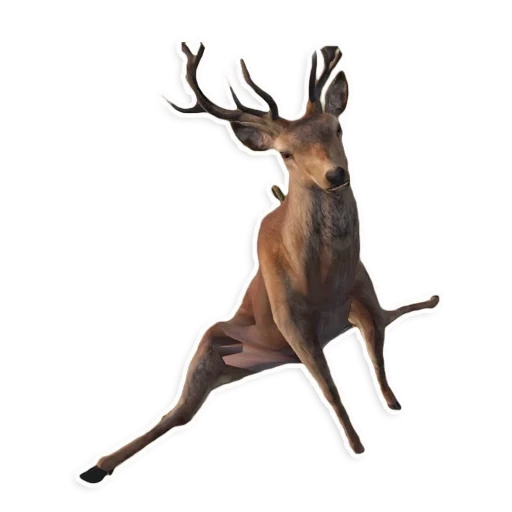 deer, running deer, backless deer, red deer, isolated deer