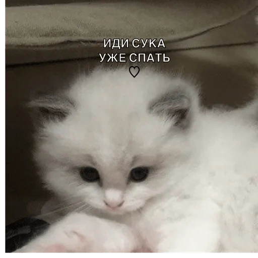 cats, cat, seal, sad kitten, a fluffy white kitten