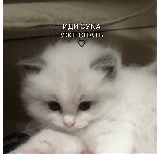 gatti, gatto, gatti, un gattino triste, gattino bianco soffice