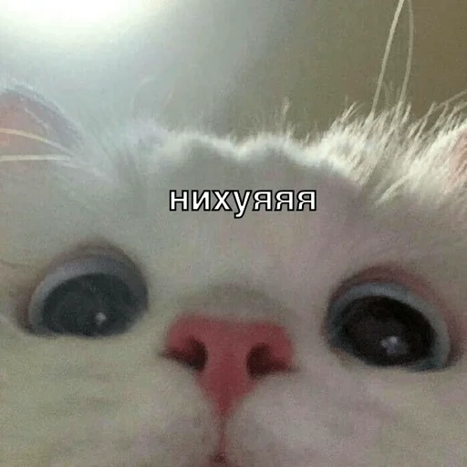 cat, cat, seal, lovely seal, cute white cat meme