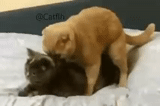 cat, cats, mating of cats, the cat is mating by a man