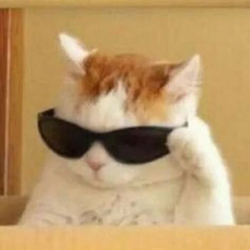 chat avec des lunettes, mème de chat cool