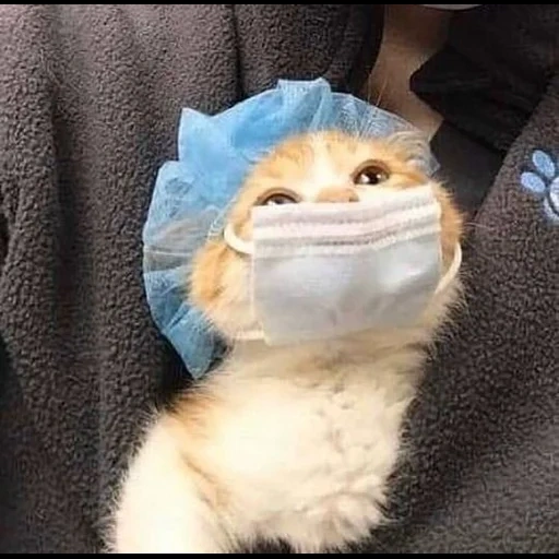 chat, chat, le chat est drôle, masque de chats, chaton avec un masque médical