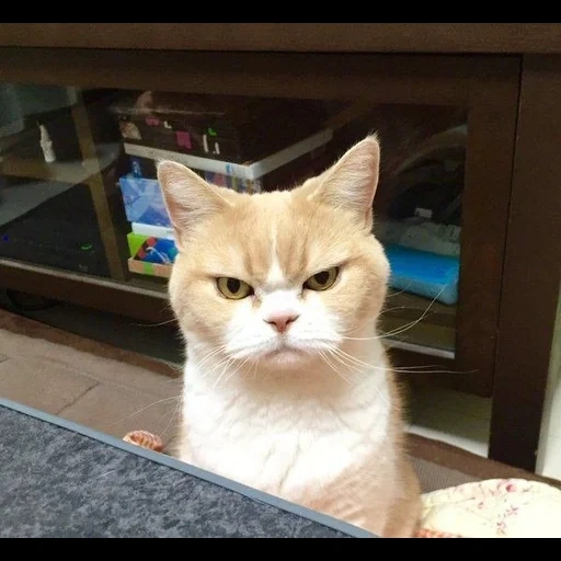 cat, angry cat, gloomy cat, dissatisfied cat, suspicious cat