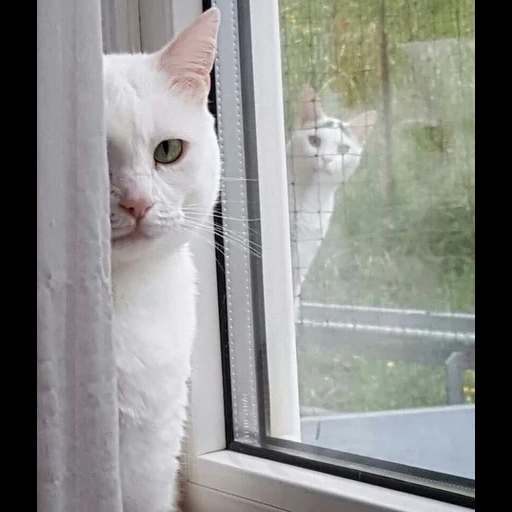 cat, cat, the cat is watching, white cat is window, white cats are deaf
