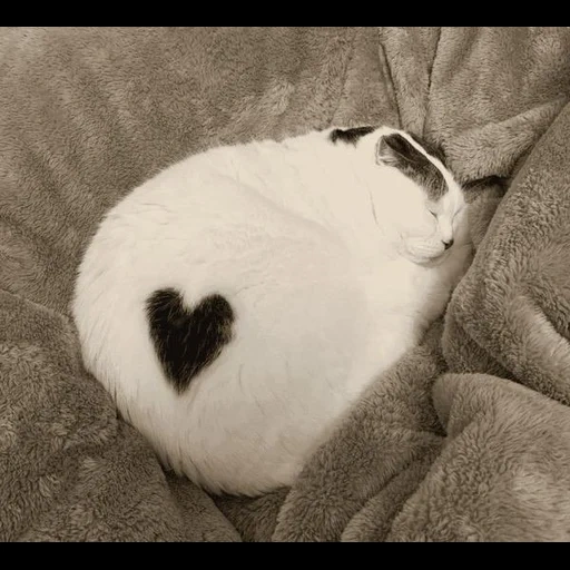 кот, толстый кот, кот сердечками, кошка сердечком, котики сердечками