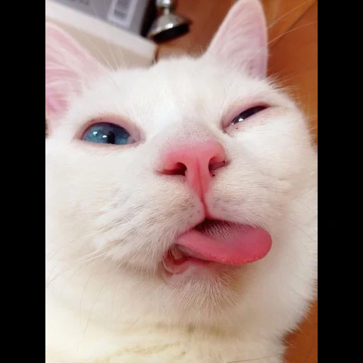 gatti carini, cat bianco divertente, meme di gattino divertente, facce di animali divertenti, gatto bianco bloccato nella lingua