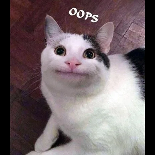 mem cat, polite cat, smiling cat meme, funny cute cats, cats without inscriptions