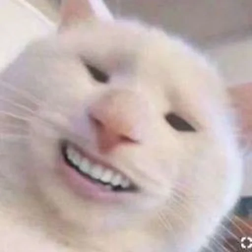 kucing, kucing, kucing dengan gigi, kucing lucu itu lucu, manusia tersenyum kucing