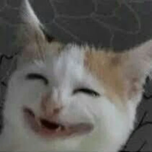 cat, cat meme, memic cat, the cat laughs a meme, a crying smiling cat