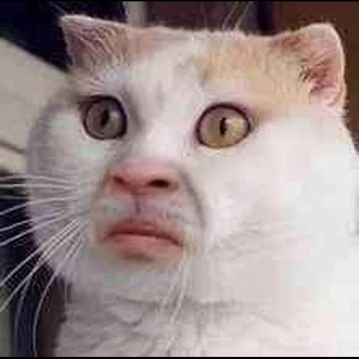 gatto, il volto del gatto è un meme, un gatto sorpreso, il gatto è una faccia ostinata, cat by human eyes meme