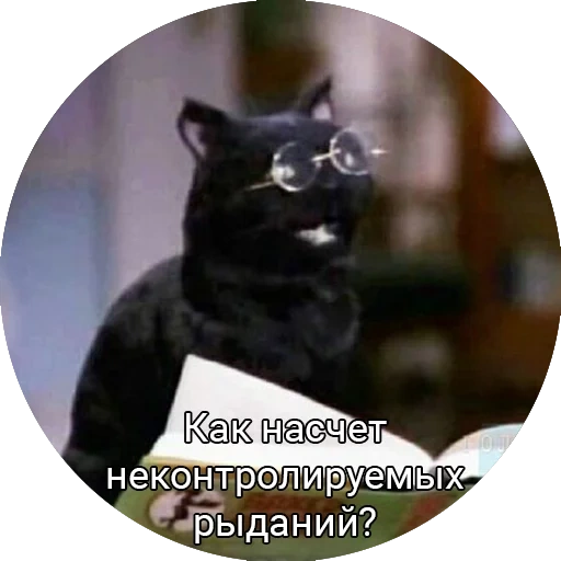 gato, memes, humor de gatos, gato salem, bromas humor