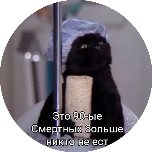 кот, салем, кот сэлем, кот салем, сейлем сабрина маленькая ведьма