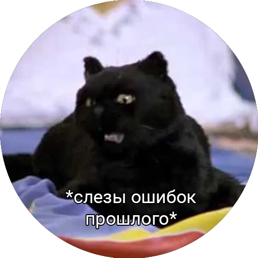 gato, animales, cátel, gato salem, cat salem memes