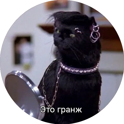 kucing, salem cat, kucing salem, cat sil, sabrina little witch salem