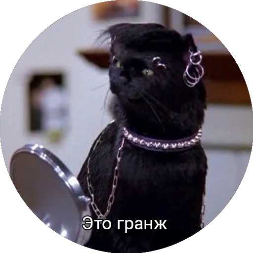 кот, salem cat, кот салем, кот сейлем, сабрина маленькая ведьма салем