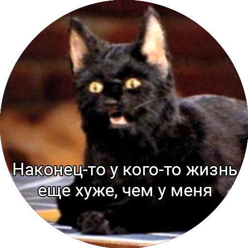 gato salem, el gato es negro, gato negro, gato normal, sabrina little witch cat salem