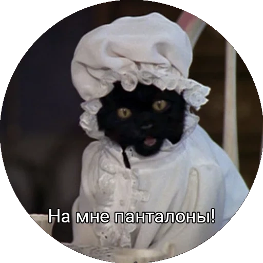 кот, салем, salem cat, кот салем, сейлем кот