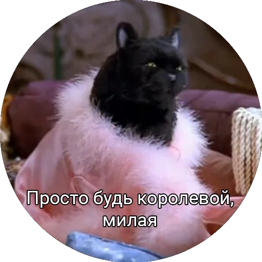 kucing salem, kucing salem menjadi ratu, sabrina little witch salem, sabrina little witch cat salem, cat salem sabrina little witch