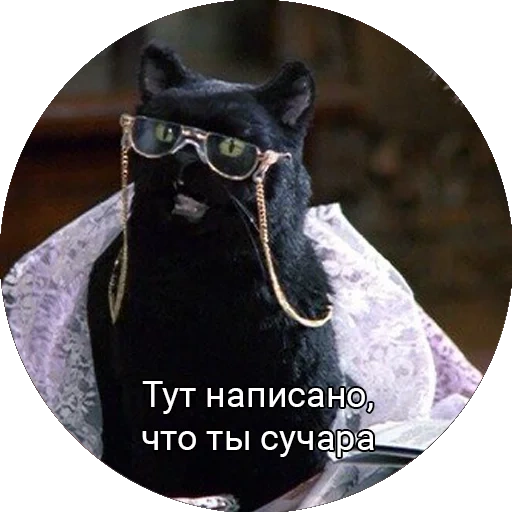 kucing salem, di sini tertulis bahwa anda, sabrina adalah penyihir kecil, sabrina little witch salem