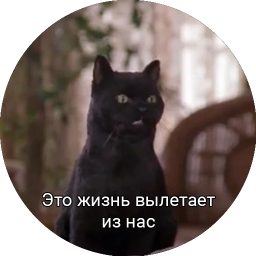 кот, кот салем, черный кот, кот салем мемы