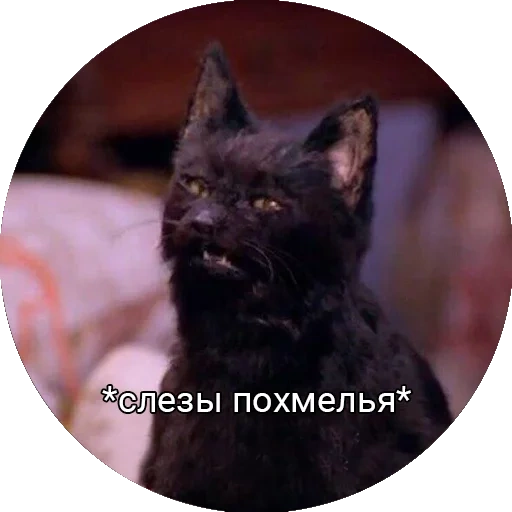 кот, кот сэлем, кот селем, кот салем, сабрина маленькая ведьма салем