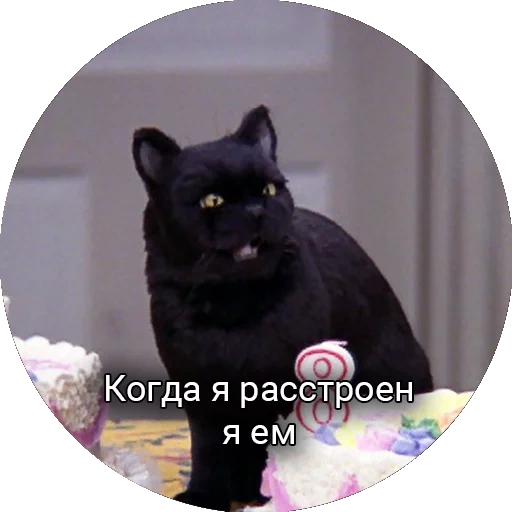 кот, салем, котик, кот салем