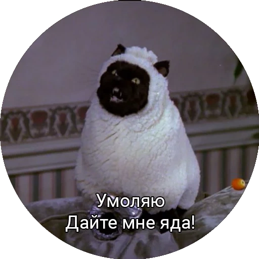 cat, cat salem, the animals are cute, this devil is a cat, funny animals