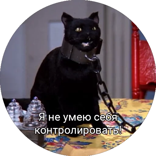 kucing, salem, kucing salem, cat salem memes