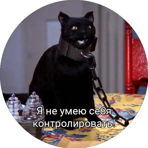 gato, salem, gato salem, cat salem memes