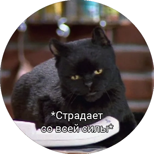 kucing, kucing salem, kucing hitam, kucing hitam, sabrina little witch salem