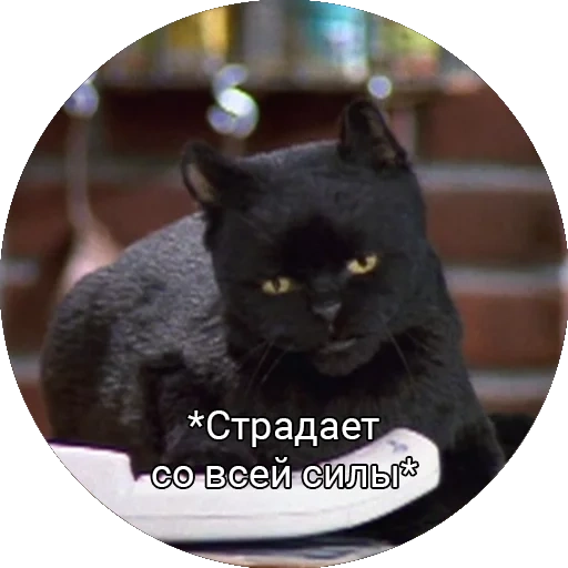 кот, кот салем, черный кот, чёрный котик, сабрина маленькая ведьма салем