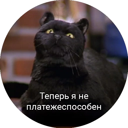 cat salem, seil cat, cat salem memes, now not solvent is solid salem